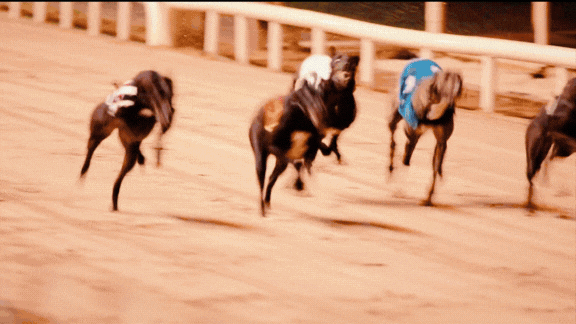Enjoy a summer night out at Kilcohan Park Greyhound Stadium Gif shows a selection of images of a night out at Greyhound Racing including racing, food and drink and people cheering.