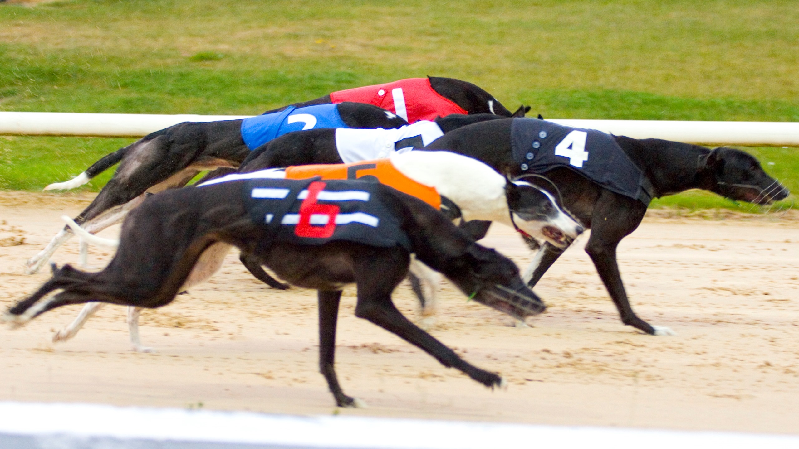 Greyhounds Racings