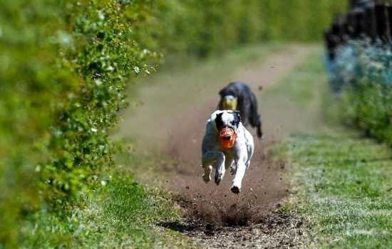 Margaret Bolton's greyhounds out for a run in the gallop at her training kennels