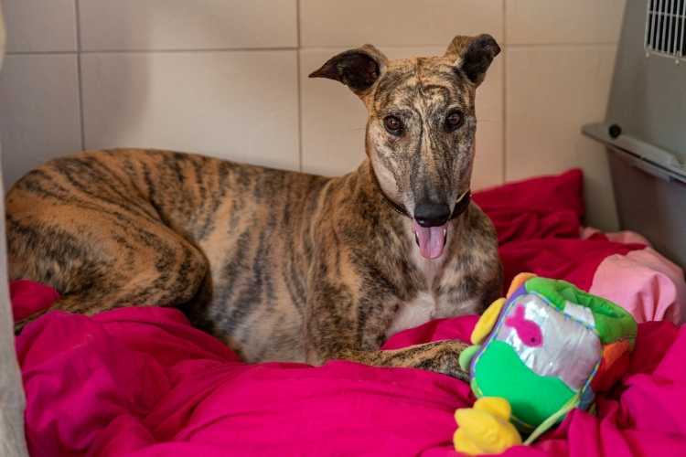 ex-racing greyhound Nome relaxing in The Greyhound Care Centre